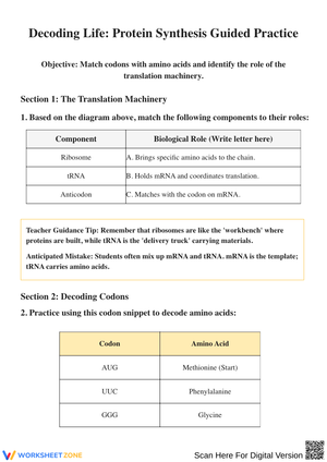 Decoding Life: Protein Synthesis Guided Practice