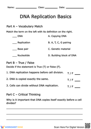 DNA Replication Basics