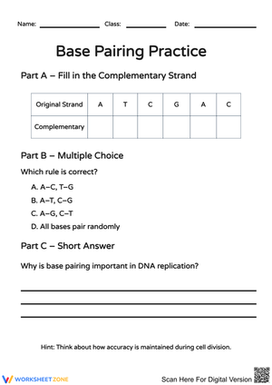 Base Pairing Practice - DNA Replication