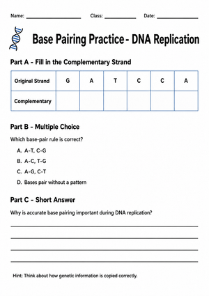 Grade 10 DNA Base Pairing — Printable No-Prep Worksheet