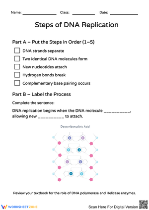 Steps of DNA Replication Worksheet