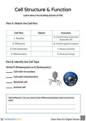 Cell Structure and Function Worksheet