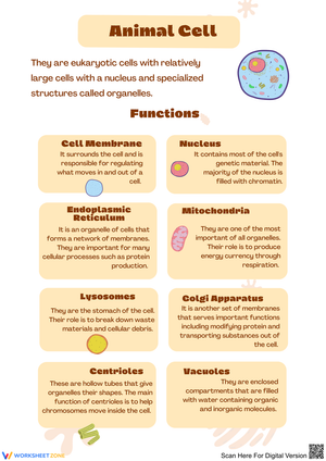 Exploring The Functions Of Animal Cells