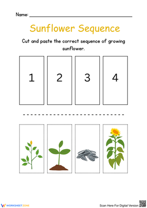 Sunflower Growing Sequence Activity