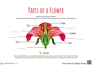 Explore the Parts of a Flower