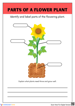 Label the Parts of a Flowering Plant