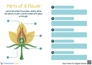 Identifying Parts of a Flower