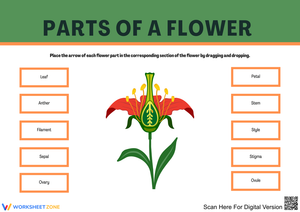 Explore the Parts of a Flower with Engaging Activities