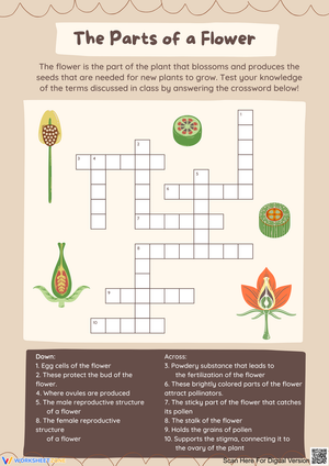 Exploring the Parts of a Flower: Crossword Puzzle