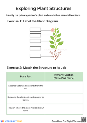 Exploring Plant Structures Worksheet