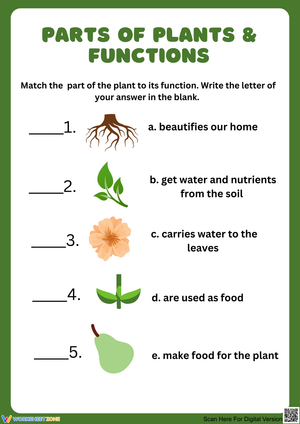 Parts of Plants and Their Functions Worksheet