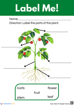 Label the Parts of a Plant