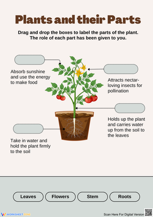 Label the Parts of a Plant Worksheet