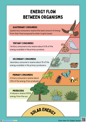 Understanding Energy Flow in Ecosystems