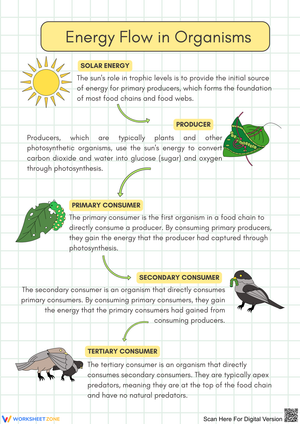 Understanding Energy Flow in Ecosystems