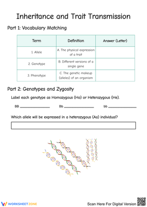 Inheritance and Trait Transmission Practice