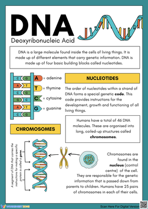 Understanding DNA: Structure and Function Activities
