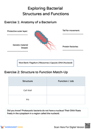Bacterial Structures and Functions Practice