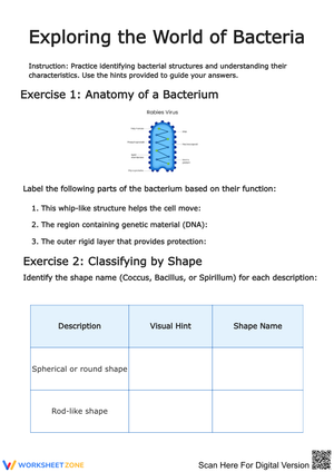 Exploring the World of Bacteria Worksheet