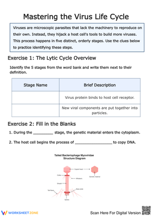 Mastering the Virus Life Cycle Worksheet
