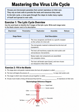 Printable Virus Life Cycle Worksheet | Grades 7-10