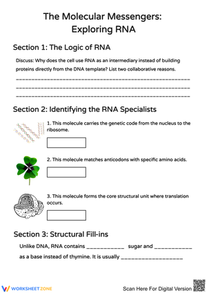 The Molecular Messengers: Exploring RNA Worksheet