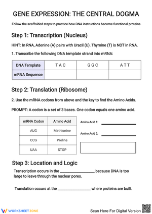 Gene Expression: The Central Dogma Worksheet