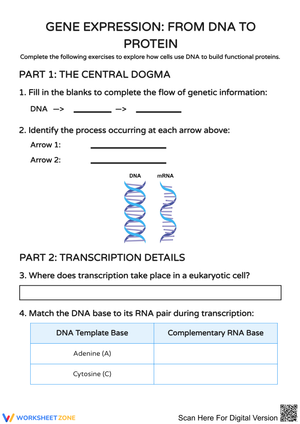 Gene Expression: From DNA to Protein Worksheet