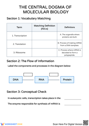 The Central Dogma of Molecular Biology Flow Worksheet