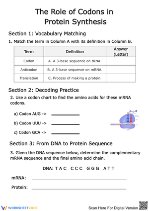 The Role of Codons in Protein Synthesis Worksheet