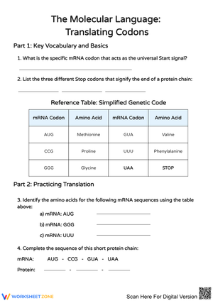 The Molecular Language: Translating Codons Worksheet