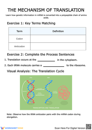 The Mechanism of Translation Worksheet