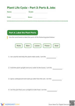 Plant Life Cycle - Part 3: Parts & Jobs Worksheet
