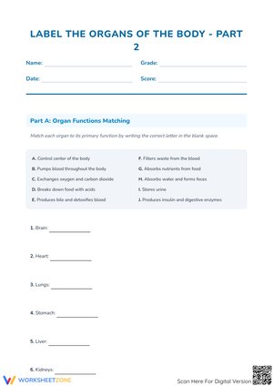 Label the Organs of the Body - Part 2 Worksheet