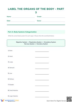 Label the Organs of the Body - Part 3: Comprehensive Systems Worksheet