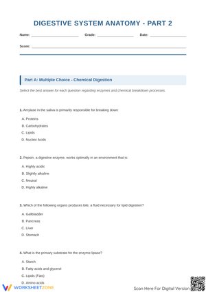 Digestive System Anatomy - Part 2: Chemical Digestion Worksheet