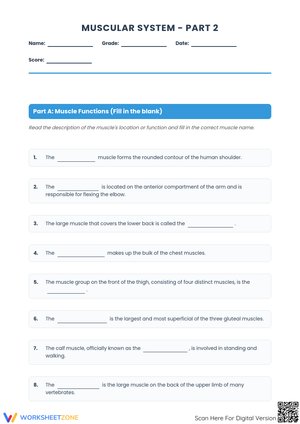Muscular System Anatomy and Functions Worksheet - Part 2