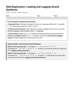 Complete DNA Strand Synthesis Worksheet | Grade 10 Biology