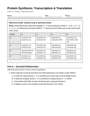 Complete Codon Translation Worksheet | Grade 10 Biology