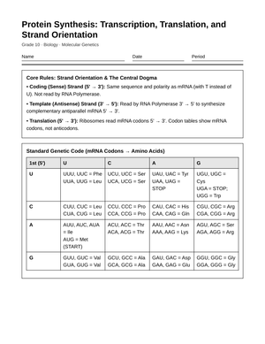 Complete Protein Synthesis Worksheet | Grade 10 Biology
