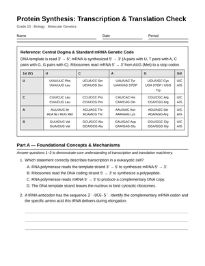 Complete Protein Synthesis Worksheet | Grade 10 Biology