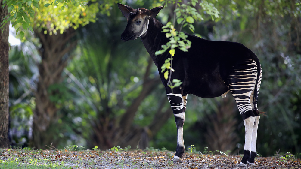 Endangered Okapi Quiz Worksheet