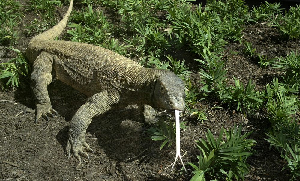 Komodo Dragon Endangered Species Quiz