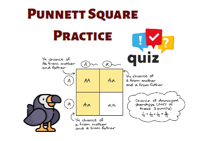 Punnett Square Genetics Practice