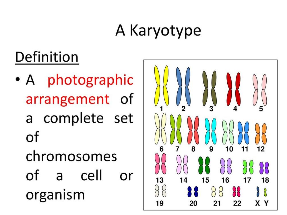 Karyotype Quiz on Chromosomes 