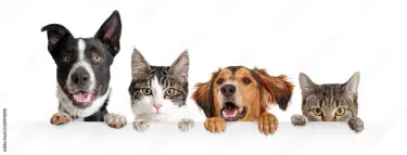 Você sabe qual é a melhor alimentação para o seu pet?