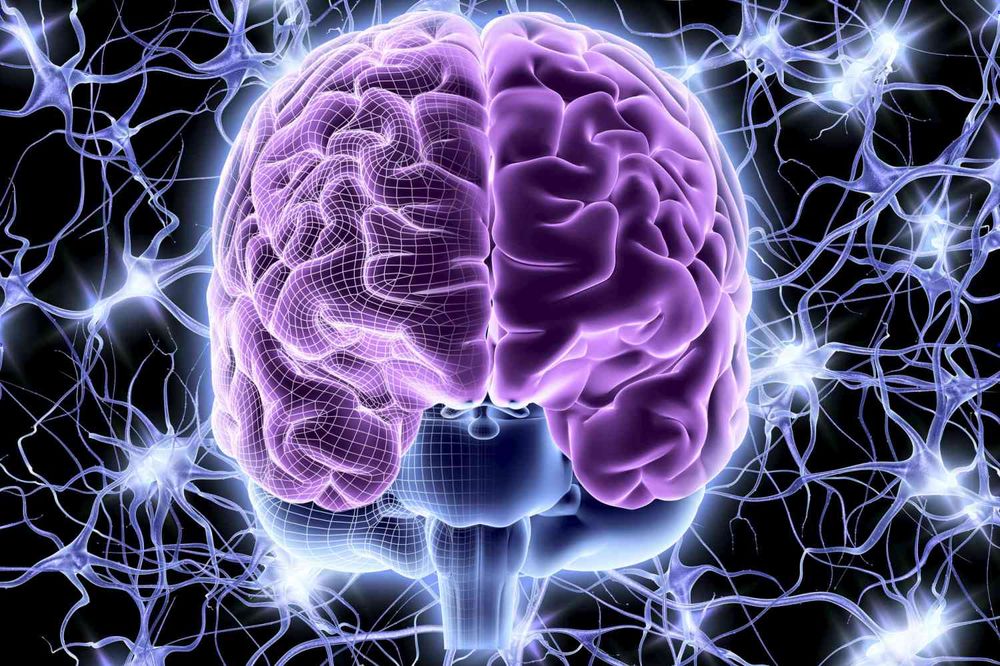Neural System Quiz