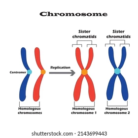 Meiosis