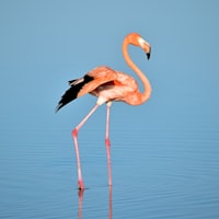 Animal Quises
