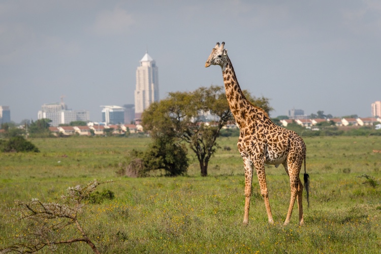 Nairobi Geography Quiz | Grade 4 Essential Worksheet